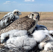 Mông Cổ cần tăng cường bảo vệ loài chim quốc gia