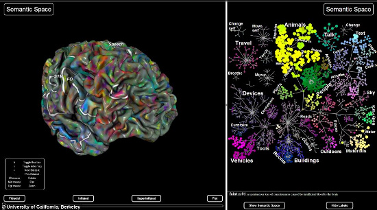 Vỏ não người được chia làm 30.000 tiểu khu khác nhau để phụ trách và xử lý hơn 1.700 mục thông tin về vật thể và hoạt động. 
