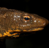 Tận mắt ếch "biến hóa" thằn lằn chỉ có ở Việt Nam