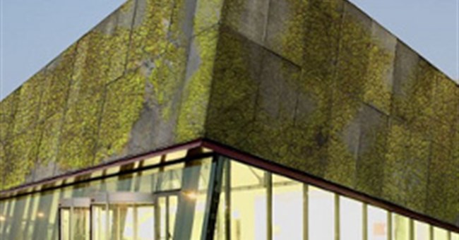 Vườn "đứng" trên tường nhờ bê tông sinh học