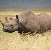 Tiêm chất độc vào sừng tê giác để chống săn trộm