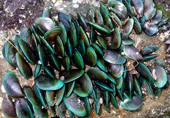 Loại keo mới 
