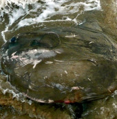 Cá kỳ dị chết hàng loạt trên bờ biển Anh