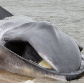 Cá voi lưng xám khổng lồ dạt vào thành phố New York