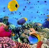 Báo động tình trạng suy giảm san hô tại Biển Đông