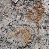 Hóa thạch loài hoa cổ nhất Bắc Mỹ