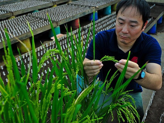 Phát hiện một loại gene lúa mới cho năng suất cao