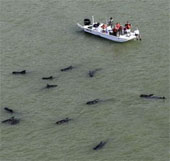 Hàng chục cá voi hoa tiêu mắc cạn ở bãi biển Mỹ
