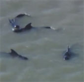 Video: Cá voi hoa tiêu mắc cạn ở bờ biển Mỹ
