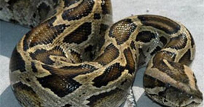 Khả năng phình đại nội tạng đáng sợ của trăn khổng lồ