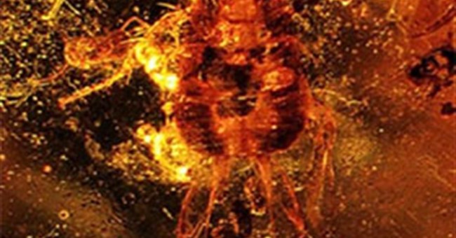 Phát hiện thức ăn "khoái khẩu" của gián thời tiền sử