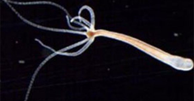 Kỳ lạ loài sinh vật gần như "bất tử" 