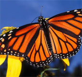 Choáng ngợp cảnh tượng hàng tỷ bướm vua di cư