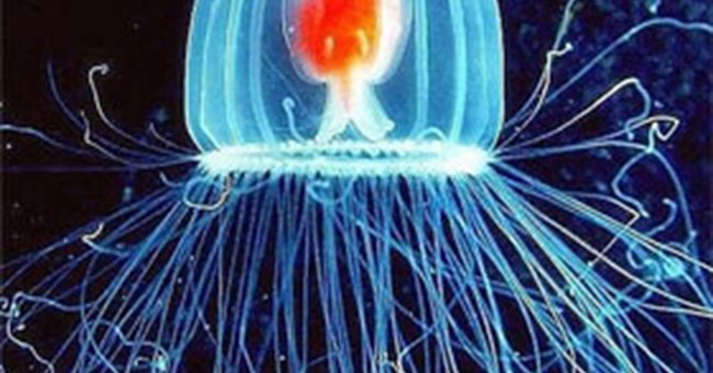 65 điều thú vị về loài sứa (1)