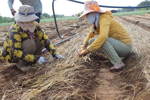 Trồng hành trên vùng đất ngập mặn giành lại từ biển