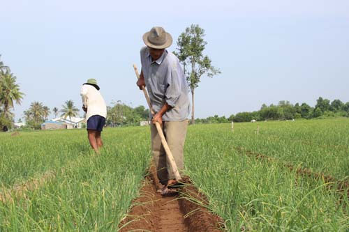 Trồng hành trên vùng đất ngập mặn giành lại từ biển