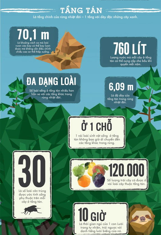 50 sự thật về rừng nhiệt đới