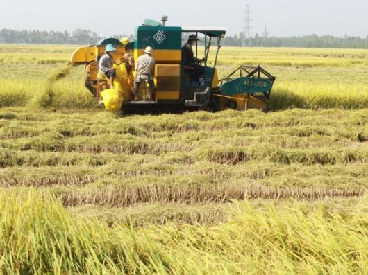 An Giang ứng dụng ảnh viễn thám vào sản xuất lúa