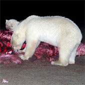 Chùm ảnh bầy gấu Bắc cực xé xác cá voi khổng lồ