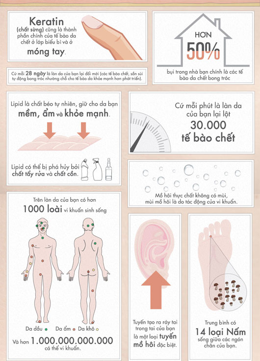 50 sự thật về da