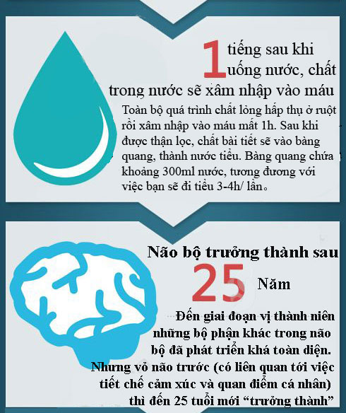 Chu kỳ hoạt động của các bộ phận trong cơ thể