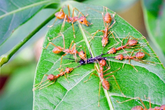 Những tập tính 