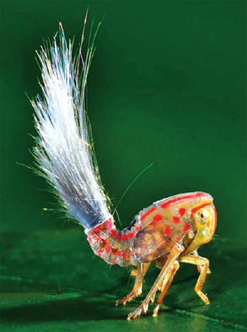 Những tập tính 