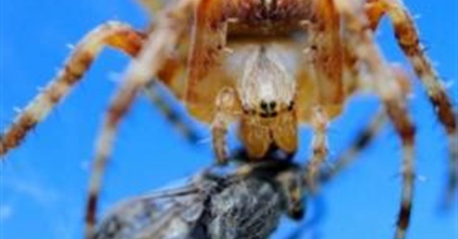 Những lối sống kỳ lạ của loài nhện