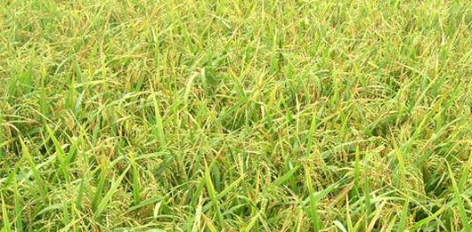 Brunei trồng thử nghiệm 10 giống lúa của Việt Nam