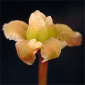 Trình tự DNA loài Amborella làm sáng tỏ nguồn gốc của thực vật có hoa