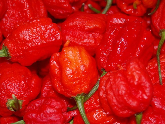 Giống ớt Carolina Reaper cay hơn cả bình xịt hơi cay