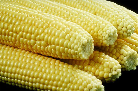 Tây Ban Nha tiết kiệm gần 200 triệu euro nhờ ngô biến đổi gene