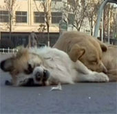 Video: Chó canh xác bạn suốt đêm lạnh 