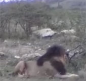 Video: Tê giác phô trương sức mạnh trước bầy sư tử