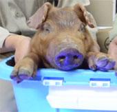 Lợn phát sáng chào đời tại Trung Quốc