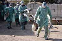 Diễn biến xấu về H5N1 ở châu Á và châu Âu