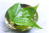 Dược thảo trị chấn thương và vết thương phần mềm