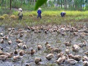 Đồng Tháp Mười: Vịt chạy... tràn đồng!