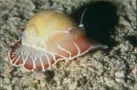 Loài ốc "mặc áo giáp"