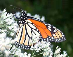 Mêxicô: nơi trú đông lý tưởng của loài bướm vua (Danaus plexippus)