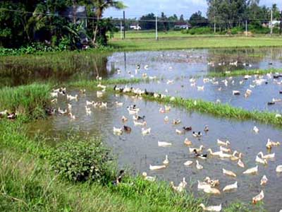 Tìm thấy virus H5N1 trên gia cầm chết ở Quảng Ngãi