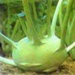 Su hào làm thuốc
