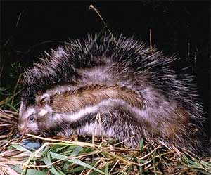 Chuột nhím Lophiomys imhausi