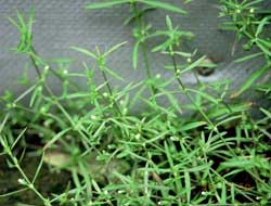 Thảo dược chữa ung thư