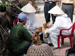 Yên Bái ghi danh bản đồ dịch cúm gia cầm