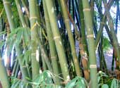 15 bài thuốc từ cây tre