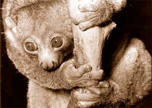 Vượn cáo Perodicticus Potto