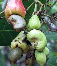 Công dụng làm thuốc của quả điều
