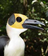 Chim hói đầu Picathartes gymnocephalus