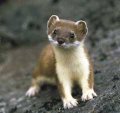 Chồn Ermine